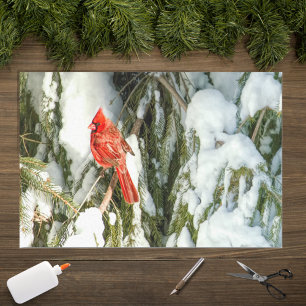 Mousseline Cardinal en hiver dans un pin enneigé papier mouch
