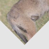 Mousseline Coyote papier tissu (Détail)