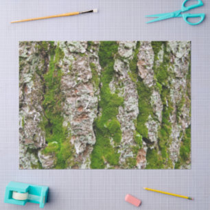 Mousseline Écorce De Pin Arbre Avec Papier Tissu De Moss