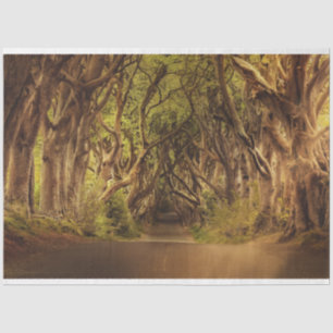 Mousseline Forêt d'Imaginaire Gothique 20x30 Découpage Papier