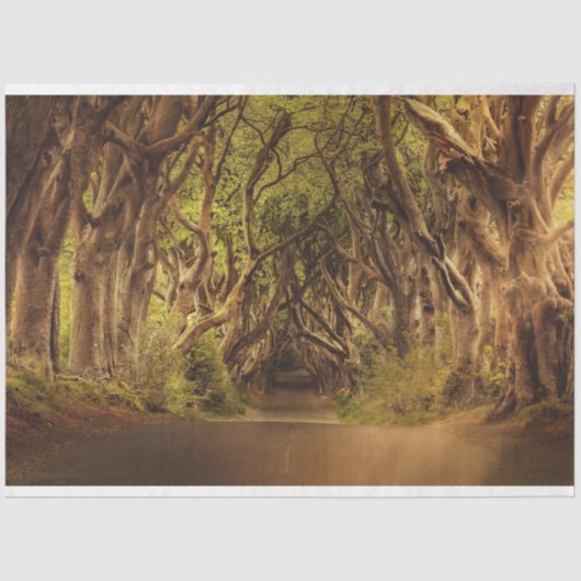 Mousseline Forêt d'Imaginaire Gothique 20x30 Découpage Papier (Recto)