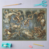 Mousseline Frogs Ernst Haeckel Decoupage Papier de tissus (Artisanat)