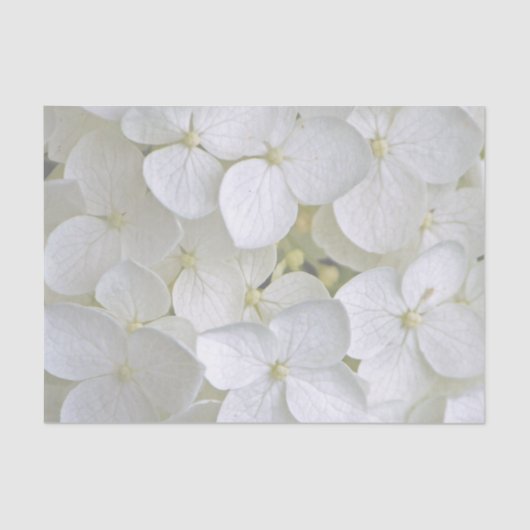 Mousseline Hydrangea 6775 Papier Tissu (Recto)