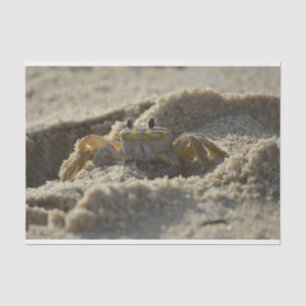 Mousseline Le crabe dans le papier de découpage du sable