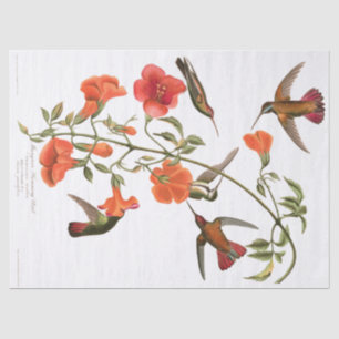 Mousseline Les oiseaux Audubon de colibri fleurit le papier