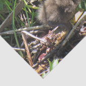 Mousseline Limpkin Chick - Floride Wading Bird Tissu Papier (Détail)