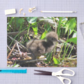 Mousseline Limpkin Chick - Floride Wading Bird Tissu Papier (Artisanat)