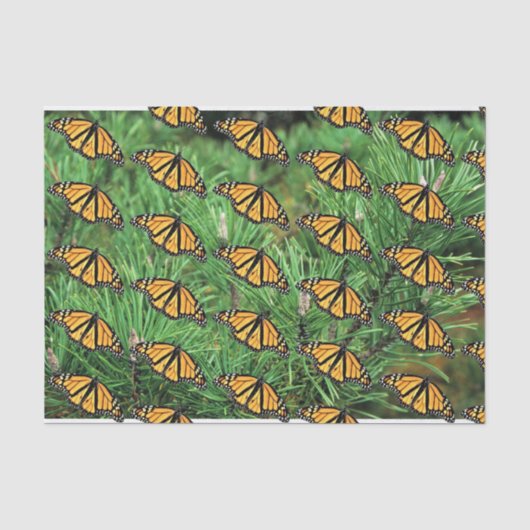 Mousseline Monarques en papier de tissus sur bouges de pin (Recto)