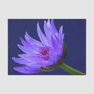 Mousseline Papier cadeau papier bleu pourpre à l'eau Lily
