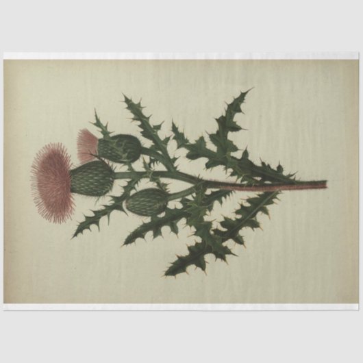 Mousseline Papier de découpage de chardon (Recto)