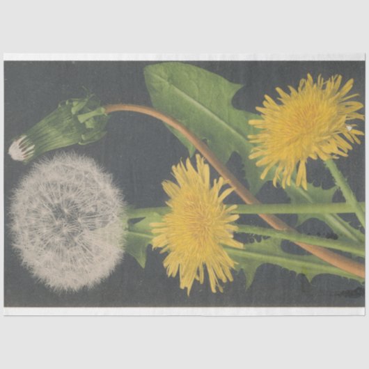 Mousseline Papier de découpage de meubles Dandilion (Recto)