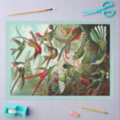 Mousseline Papier de fond de découpage des colibris (Artisanat)