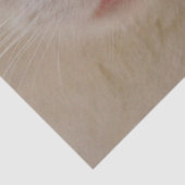 Mousseline papier de mouchoir kitty crème (Détail)