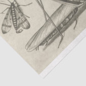 Mousseline Papier de papier de découpage de l'insecte de libe (Détail)