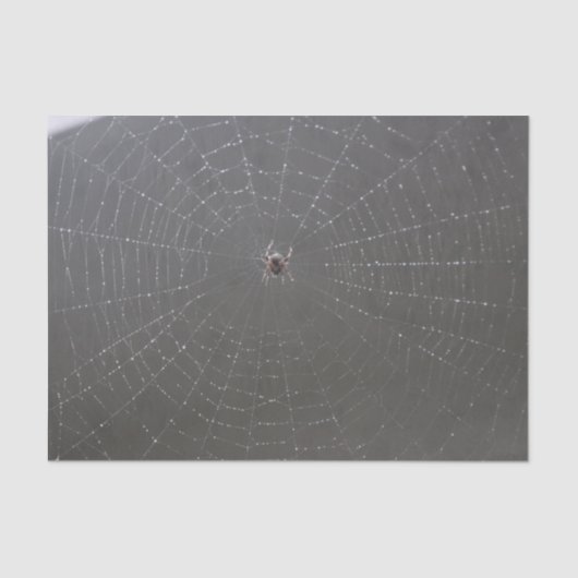 Mousseline Papier de papier de fond Web Spider (Recto)