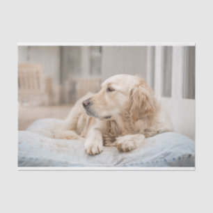 Mousseline Papier de papier papier Retriever Or