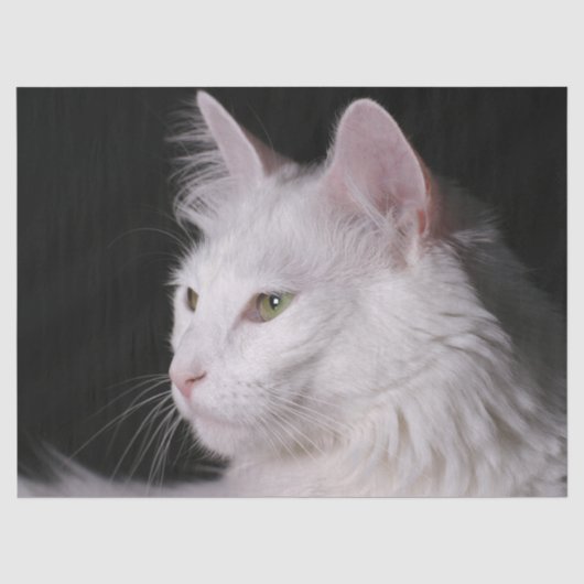 Mousseline papier de tissu de chat angora (Recto)
