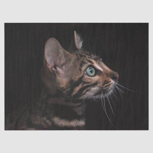 Mousseline papier de tissu de chat kitty (Recto)