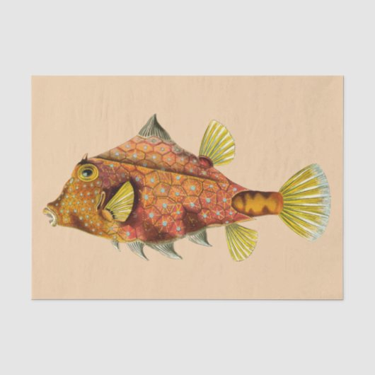 Mousseline papier de tissu d'écharpe de poisson (Recto)