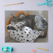 Mousseline papier de tissu du chat (Artisanat)