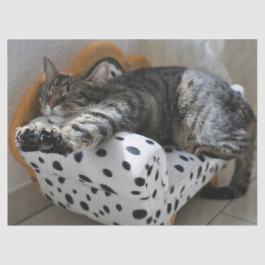 Mousseline papier de tissu du chat (Recto)