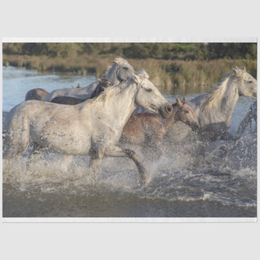 Mousseline papier de tissu pour chevaux (Recto)