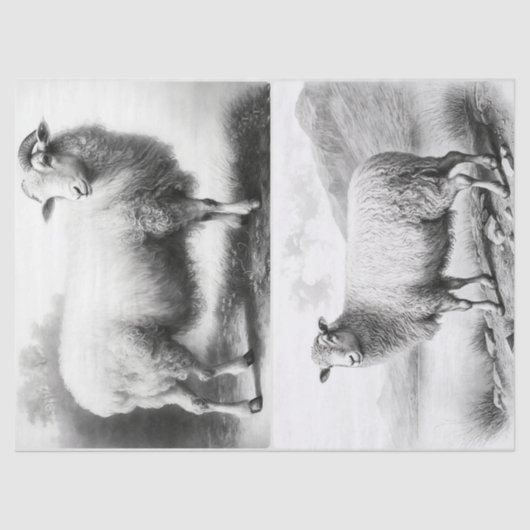 Mousseline Papier de tissus pour moutons d'élevage (Recto)