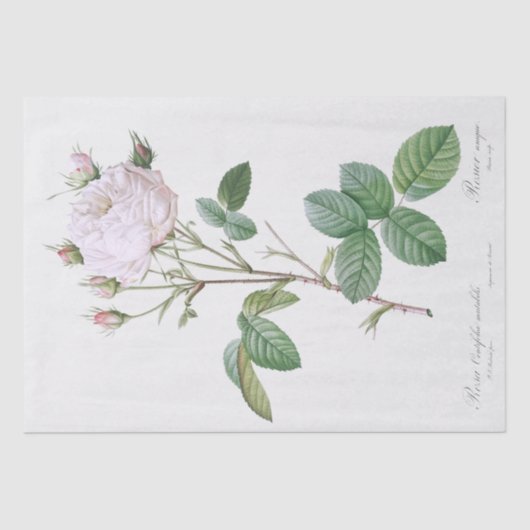 MOUSSELINE PAPIER MOUSSELINE: PIERRE'JOSEPH REDOUTÉ : ROSE BL (Recto)