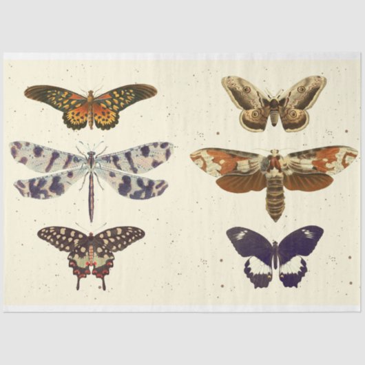 Mousseline Papier papillon papillon papillon découpagePapier  (Recto)