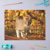 Mousseline papier tissu chat automne (Artisanat)