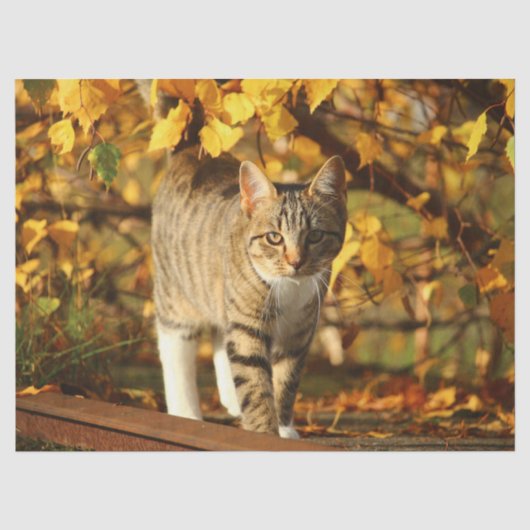 Mousseline papier tissu chat automne (Recto)