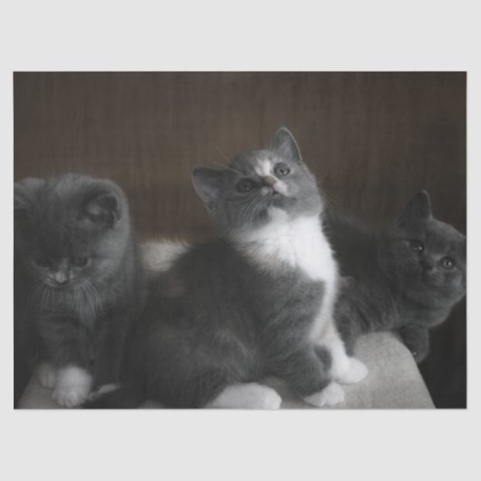 Mousseline papier tissu chatte (Recto)