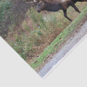 Mousseline Papier Tissu d'Elk (Détail)