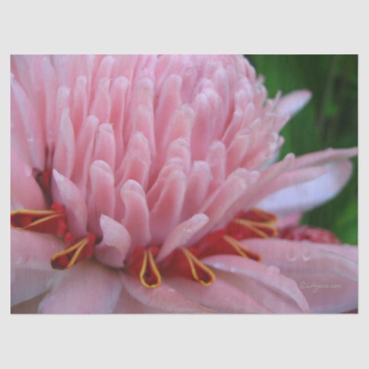 Mousseline Papier Tissu Ginger rose (Recto)