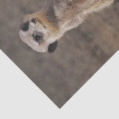 Mousseline Papier Tissu Meerkat (Détail)