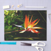 Mousseline Papier Tissu Oiseau de Paradis (Artisanat)