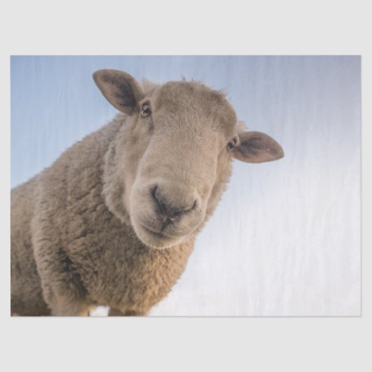 Mousseline Papier Tissue Hi (Recto)