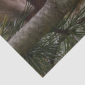 Mousseline papier tissulaire d'écureuil de pin (Détail)