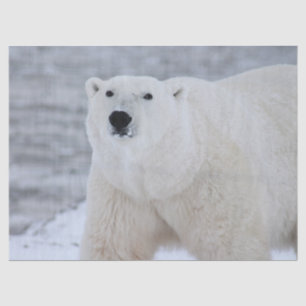 Mousseline papier tissulaire d'ours arctique