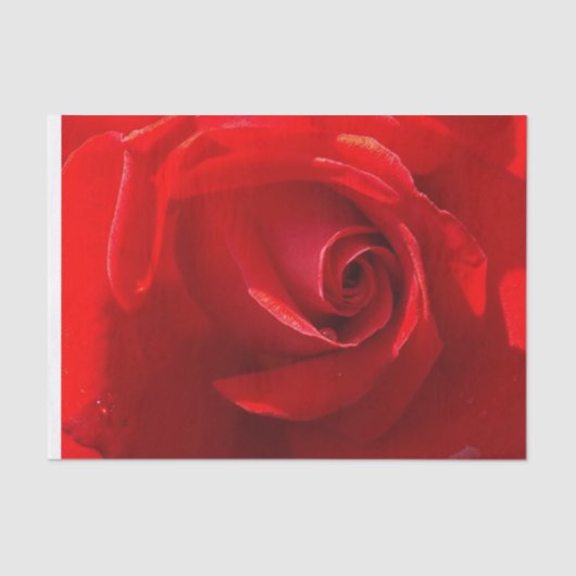 Mousseline Papier Tissus Red Rose (Recto)