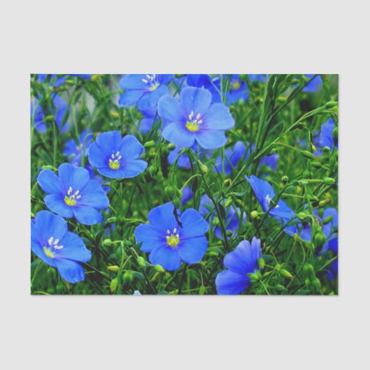 Mousseline Patch de Fleurs en lin bleu-TISSUE PAPIER WRAP (Recto)