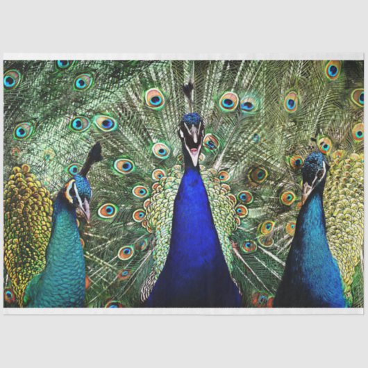 Mousseline Peacock Birds Wall Art Decoupage Tissu Papier (Recto)