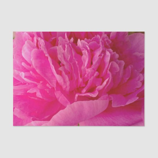Mousseline Pop de PAPIER Pink Peony-TISSUE EN WRAPPER (Recto)