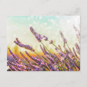 Mousserende lavendel briefkaart