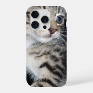 "Moustaches de Trouble: Le Chaton Tabby Malicieux