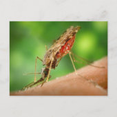 Moustique plein de sang Carte postale (Devant)