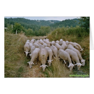 mouton