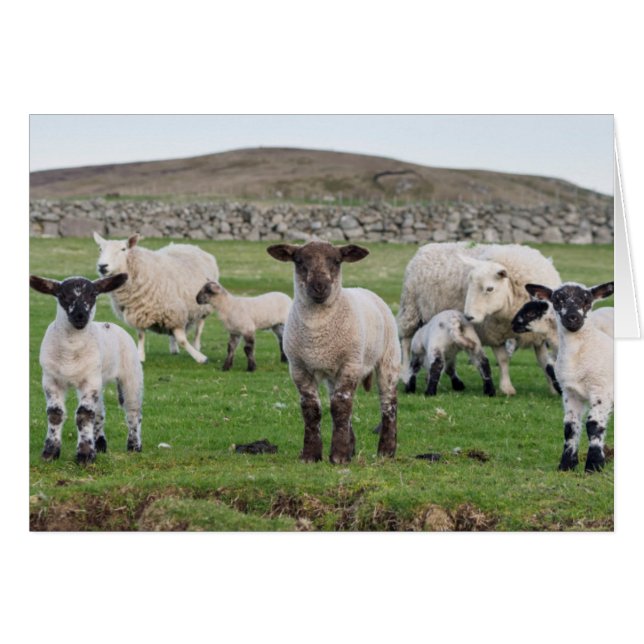 Mouton des Shetland (Devant horizontal)