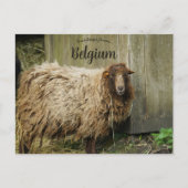 Mouton en Belgique Carte postale (Devant)