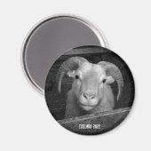 mouton islandais - aimant (Recto/Verso)